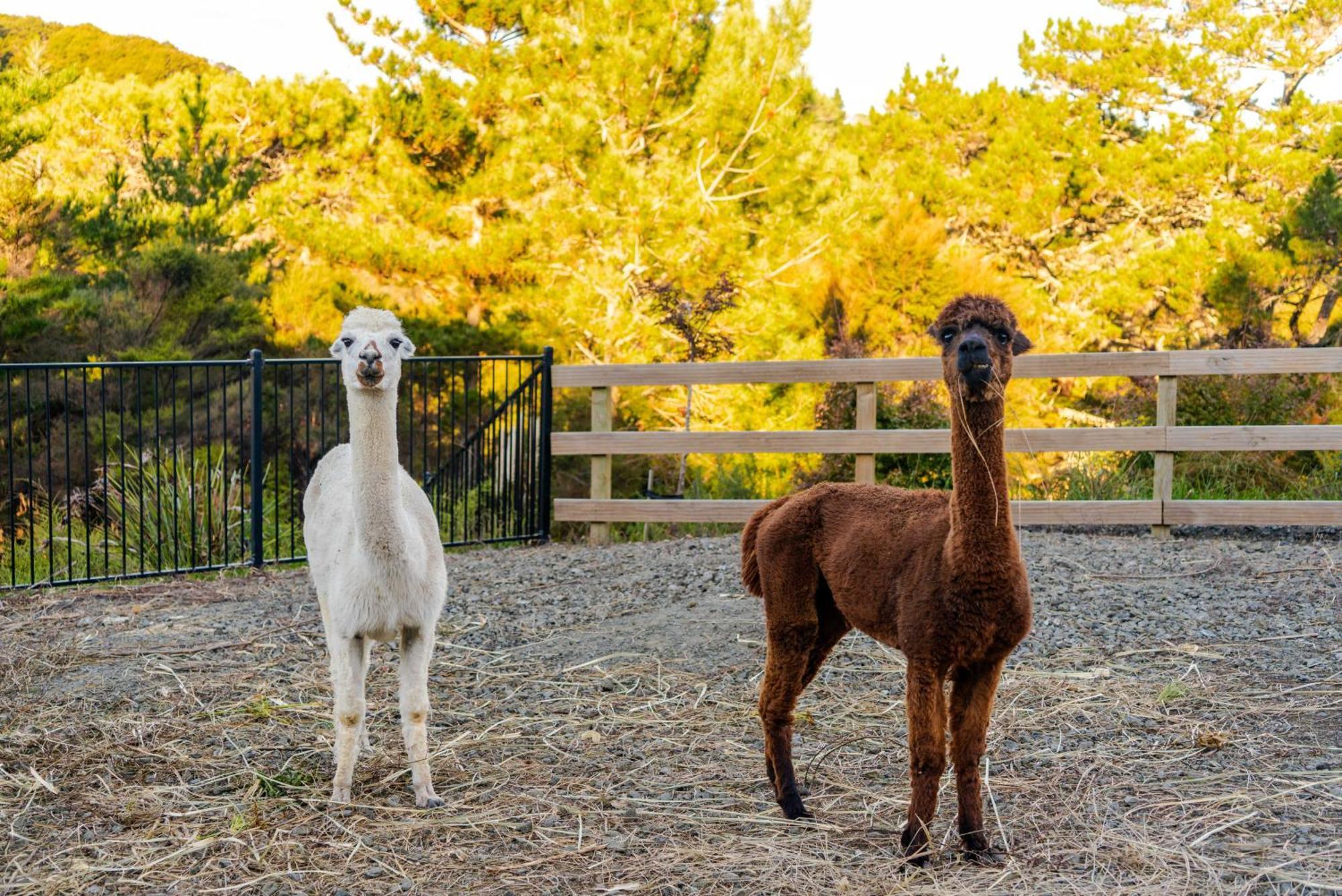 Appartement Alpaca Manor Auckland Extérieur photo