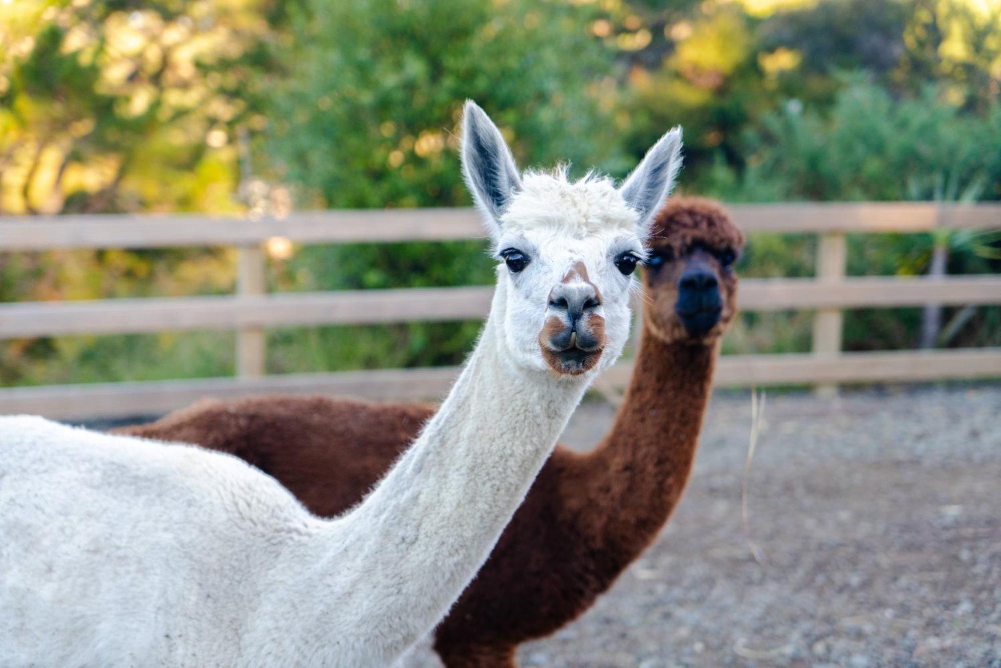 Appartement Alpaca Manor Auckland Extérieur photo