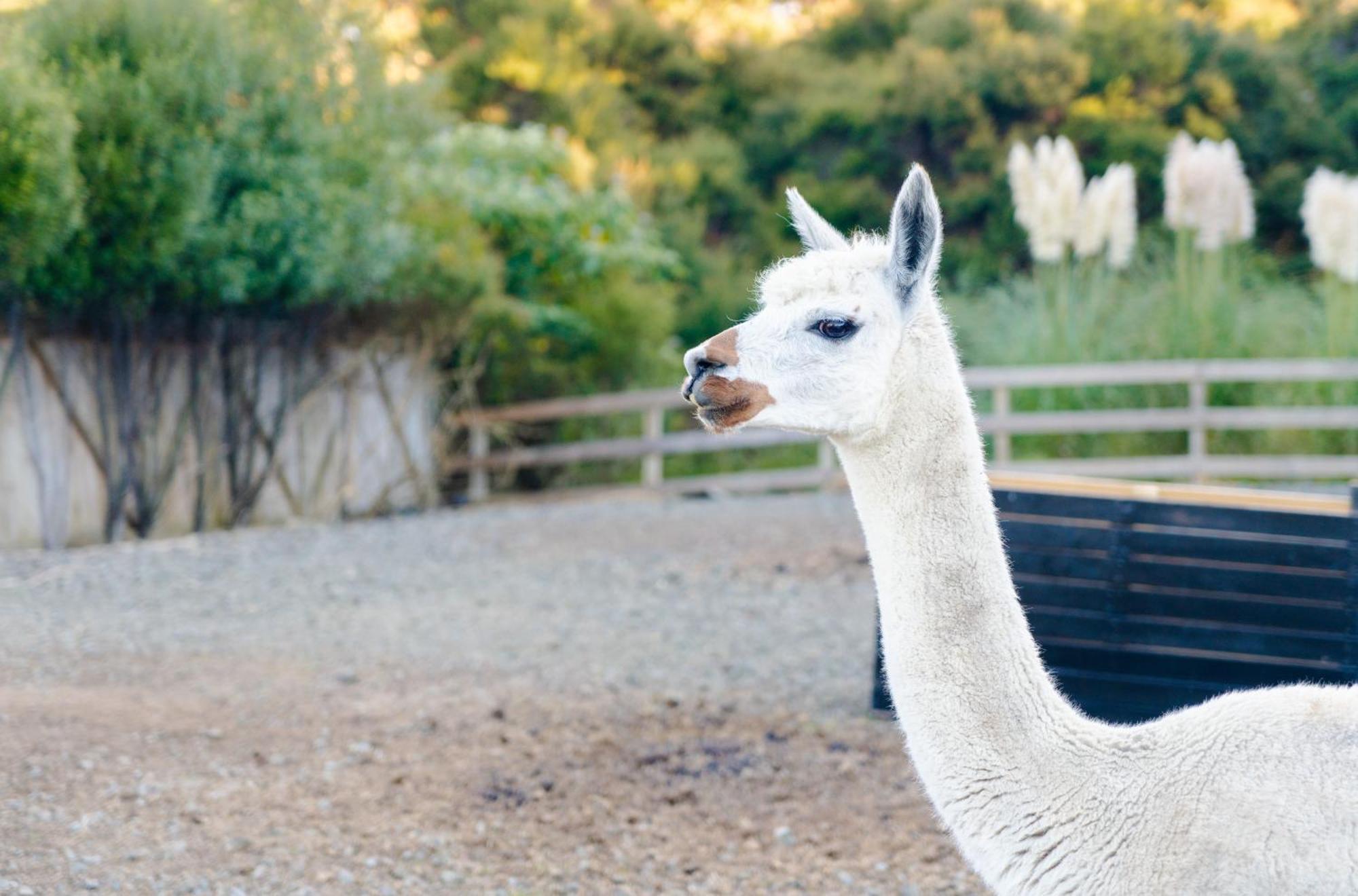 Appartement Alpaca Manor Auckland Extérieur photo